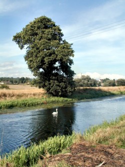 Royal Military Canal at Ruckinge