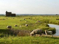 Fairfield Church and sheep