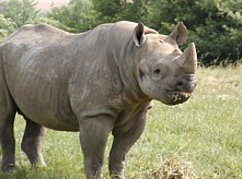 Rhino at Lympne